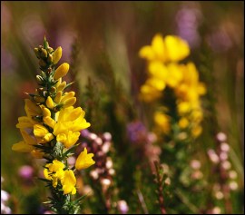 Dwarf Furze or Dwarf Gorse