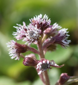 Winter Heliotrope Flower 