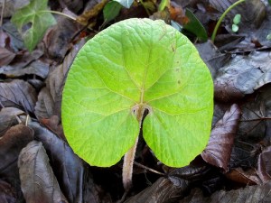 Winter Heliotrope Leaf