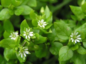 Common Chickweed