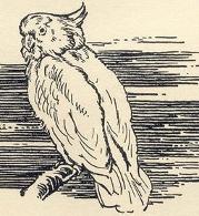 Kiki the parrot of the Adventure Series, drawn by Stuart Tresilian