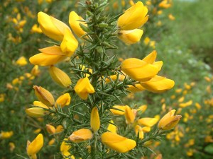 Gorse