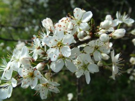 Blackthorn Blossom