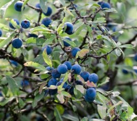 Blackthorn tree with its purple-black sloes.