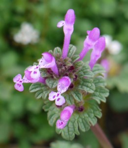Henbit in flower