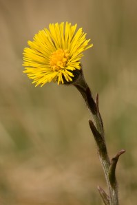 Coltsfoot