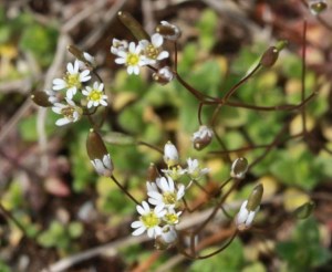 Spring Whitlow Grass