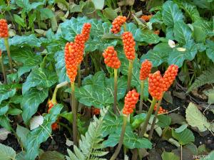 Common Arum