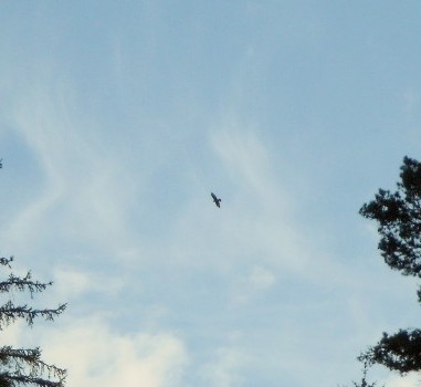 What a buzzard in the distance looks like without field-glasses