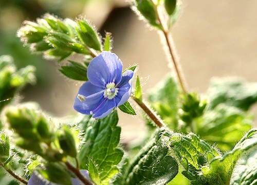 Germander Speedwell.