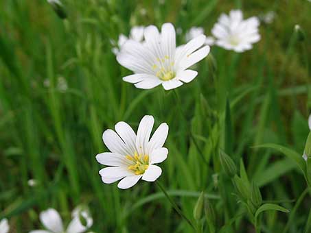 Greater Stitchwort
