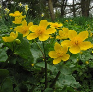 Marsh Marigold. 