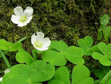 Wood-Sorrel