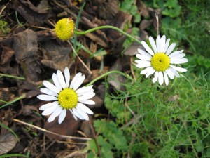 Scentless Mayweed by http://www.rspb.org.uk