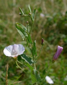 Bindweed by http://wildflowerfinder.org.uk