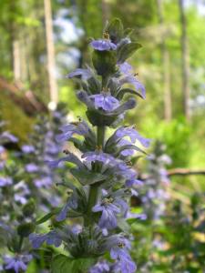 Blue Bugle by http://www.plantlife.org.uk