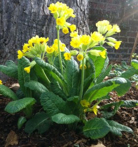 Cowslip  by http://www.bridiehall.com
