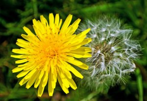 Dandelion flower and seed head. From http://www.publicdomainpictures.net