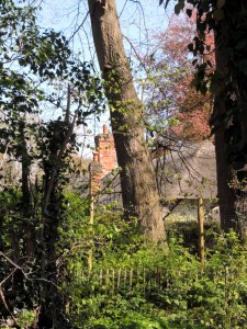 Old Thatch's chimney in a gap in the trees on the footpath. 