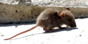 Our friend the Vole? 