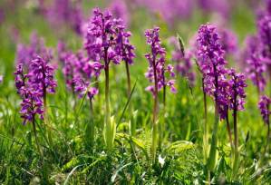 Early Purple Orchis (Orchid) by http://www.independent.co.uk/
