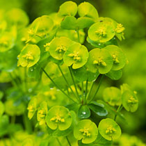 Wood Spurge by http://www.bbc.co.uk