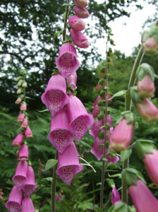 Foxglove by http://www.plantlife.org.uk