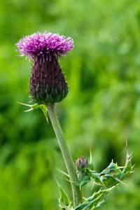 Field Thistle from http://focusonlyme.files.wordpress.com