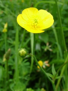 Meadow Buttercup by http://www.hawk-conservancy.org