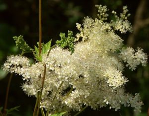 Meadowsweet from http://wildflowerfinder.org.uk