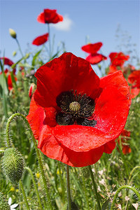 Poppy by http://imgs.photo4me.com