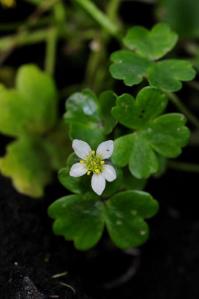 Water Crowfoot by http://www.plantlife.org.uk