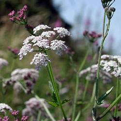 Hedge Parsley from http://www.reallywildflowers.co.uk