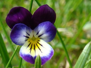 Wild Pansy or Heart's-Ease by http://www.organicsoul.com
