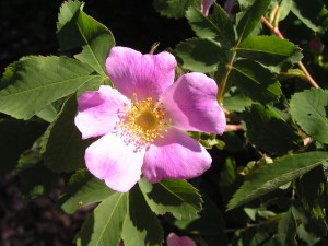 Wild Rose on http://farm2.staticflickr.com/