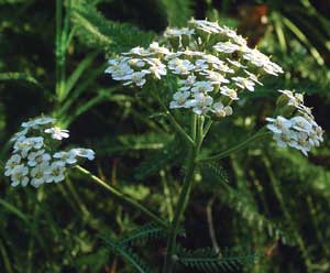 Yarrow by http://www.flowersociety.org