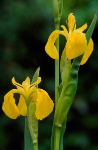 Yellow Iris by http://www.plantlife.org.uk
