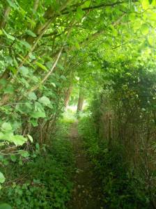 The woods opposite Old Thatch