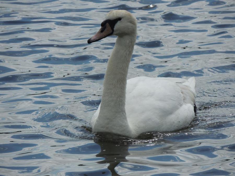 Swan