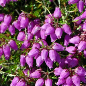 Bell Heather by http://www.thewildflowersociety.com