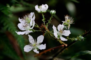 Blackberry Bramble flowers from http://urbanbutterflygarden.co.uk
