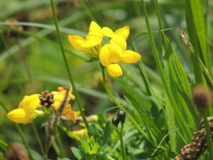 Bird's Foot Trefoil by Stephanie Woods
