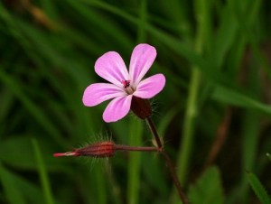 Herb Robert from http://www.english-country-garden.com
