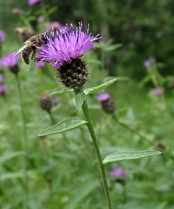 Knapweed by http://www.british-wild-flowers.co.uk