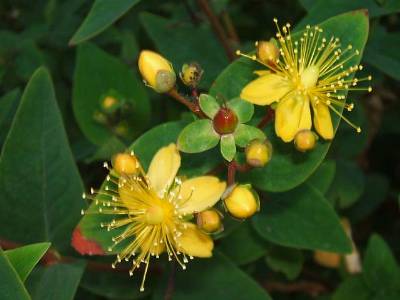 St John's Wort by http://www.thetortoisetable.org.uk