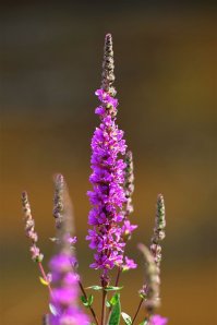 Purple Loosestrife by http://www.rspb.org.uk