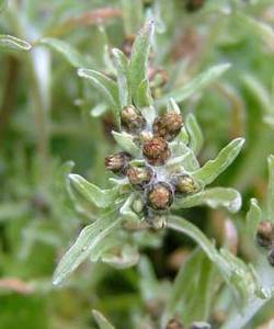 Marsh Cudweed by http://www.british-wild-flowers.co.uk