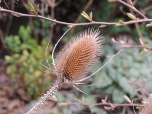 Wild Teazel by Stephanie Woods