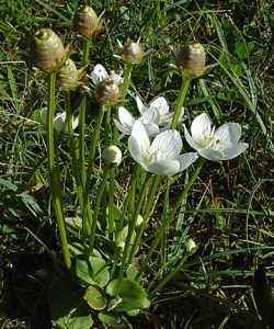 Common Grass of Parnassus by http://www.british-wild-flowers.co.uk