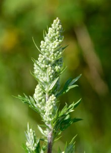 Mugwort or Wormwood from scotlandwildlife.blogspot.com 